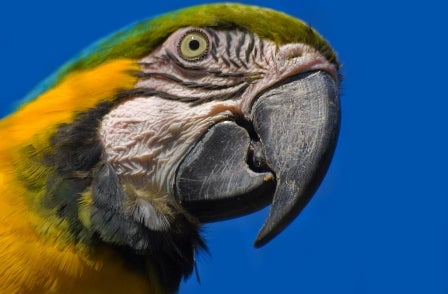 Hercule Parrot solves murder mystery by telling editor who killed his wife